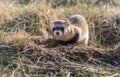 An Endangered Black-footed Ferret in the Grasslands Royalty Free Stock Photo