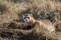 An Endangered Black-footed Ferret Snarling Royalty Free Stock Photo