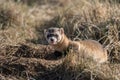 An Endangered Black-footed Ferret Sneering