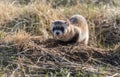 An Endangered Black-footed Ferret Sneering Royalty Free Stock Photo