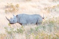 Endangered black rhino, Diceros bicornis, between grass Royalty Free Stock Photo
