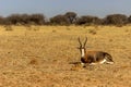 Endangered Blesbok Antelope lying on Grass