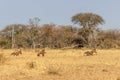 Endangered Blesbok Antelope lying on Grass Royalty Free Stock Photo