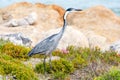 Endangered blue crane at the coast of Hermanus