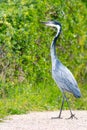 Endangered blue crane at the coast of Hermanus