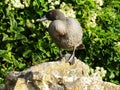 The endangered blue duck, endemic bird of New Zealand