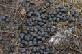 Endangered Bull woodland caribou fecal pellets feces