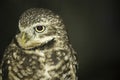 The endangered burrowing owl