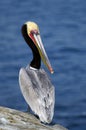 Endangered California Brown Pelican