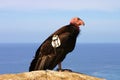 The Endangered California Condor