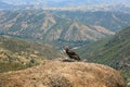 Endangered California Condor