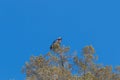 Endangered California Condor With Research Tag