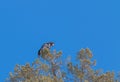 Endangered California Condor With Research Tag in Tree