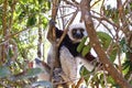 Endangered Coquerel's Sifaka Lemur (Propithecus coquereli)