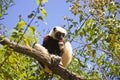 Endangered Coquerel's Sifaka Lemur (Propithecus coquereli)