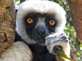 Endangered Coquerel's Sifaka Lemur (Propithecus coquereli)