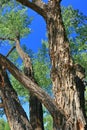 Old Plains Cottonwood Trees, Populus deltoides, along Red Deer River, Dinosaur Provincial Park, Alberta, Canada