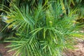 Endangered cycad species Zamia inermis, endemic to Actopan, Veracruz, Mexico - Florida, USA