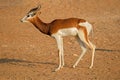 Endangered dama gazelle