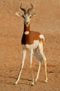 Endangered dama gazelle Royalty Free Stock Photo