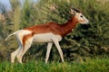 Endangered dama gazelle