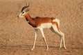 Endangered dama gazelle Royalty Free Stock Photo