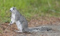 Endangered Delmarva Peninsula Squirrel Royalty Free Stock Photo