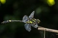 Endangered dragonfly - Chinese Tiger