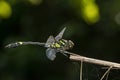 Endangered dragonfly - Chinese Tiger