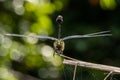 Endangered dragonfly - Chinese Tiger