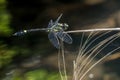 Endangered dragonfly - Chinese Tiger