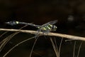 Endangered dragonfly - Chinese Tiger