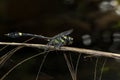 Endangered dragonfly - Chinese Tiger