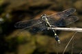 Endangered dragonfly - Chinese Tiger