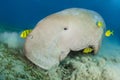 Dugong surrounded by yellow pilot fish