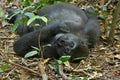 Endangered eastern gorilla in the beauty of african jungle