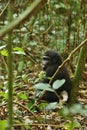 Endangered eastern gorilla in the beauty of african jungle