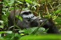 Endangered eastern gorilla in the beauty of african jungle