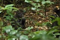 Endangered eastern gorilla in the beauty of african jungle