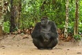 Endangered eastern gorilla in the beauty of african jungle