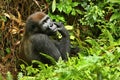Endangered eastern gorilla in the beauty of african jungle