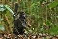 Endangered eastern gorilla in the beauty of african jungle