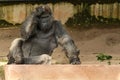 Endangered eastern gorilla on the green grassland Royalty Free Stock Photo