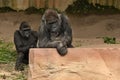 Endangered eastern gorilla on the green grassland