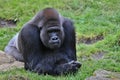 Endangered eastern gorilla on the green grassland Royalty Free Stock Photo