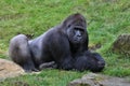 Endangered eastern gorilla on the green grassland Royalty Free Stock Photo