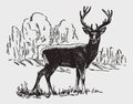 Red deer (cervus elaphus) stag standing in a landscape