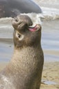 Endangered Elephant Seal