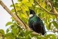 NZ Tui, Native Bird, Brilliant Colors With White Neck Feathers Royalty Free Stock Photo