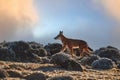 Endangered Ethiopian wolf, Canis simensis, orange and white canine beast, silhouette on rocky cliff against sunrise.